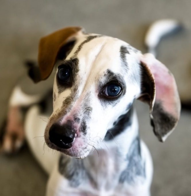 Whippet Foxhound Mix puppy