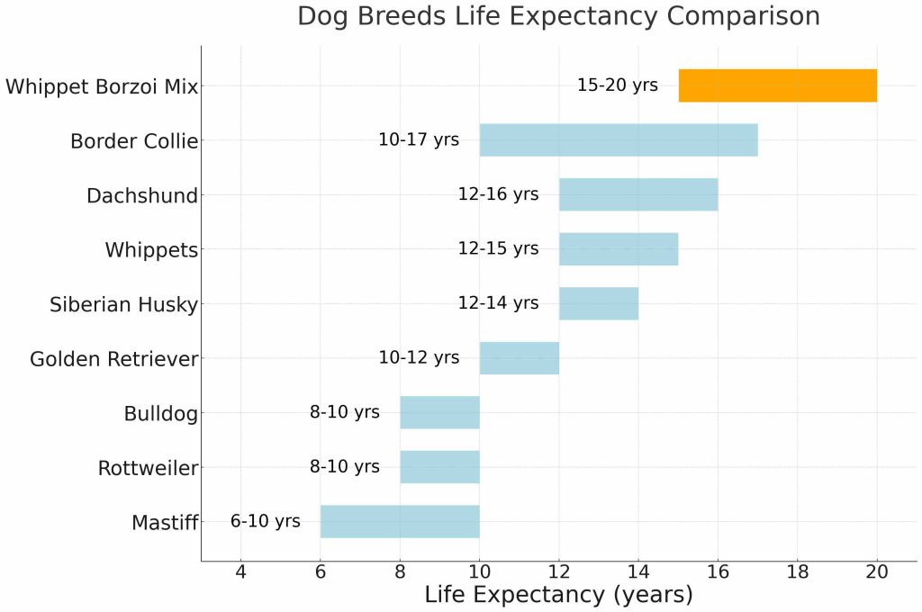 Whippet Borzoi Mix Life Expectancy Comparison Chart