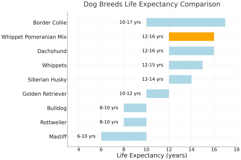 Whippet Pomeranian Mix Life Expectancy Comparison Chart