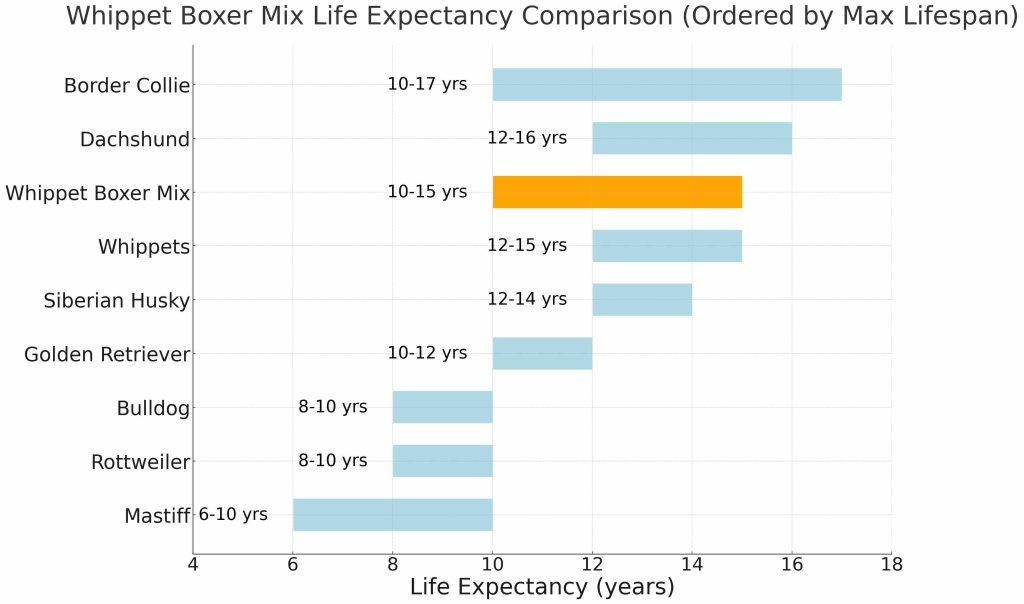 Whippet Boxer Mix life expecancy comparison chart
